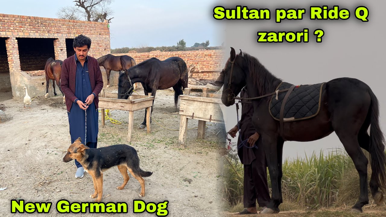 New German Shepherd Dog 🐶 || Sultan Par Ride Q Zarori ?