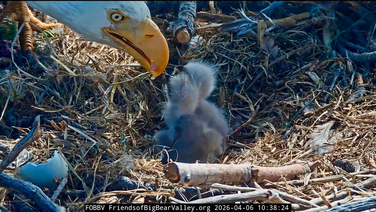 FOBBVCAM Eagles🦅Shadow Declares Mealtime Over🛑 Swoops in to Brood Eaglets, Excuses Jackie🙃2026 Apr 6