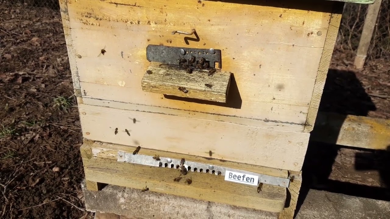 Bees are precious 14.02.2026 Велико Търново 