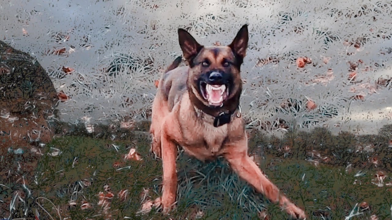 Sonunda K9 Eğitim merkezimiz açıldı ,  Training time Mondioring dog sport.