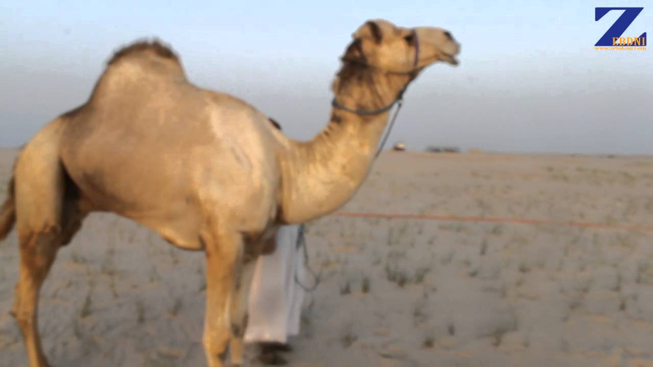 لقاء مع السيد صالح بن محمد الأحيمر المري