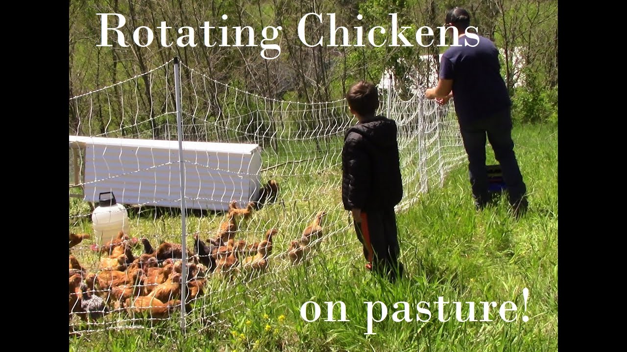 Rotational Grazing for our freedom rangers chickens,  using only one fence, [pasture poultry]