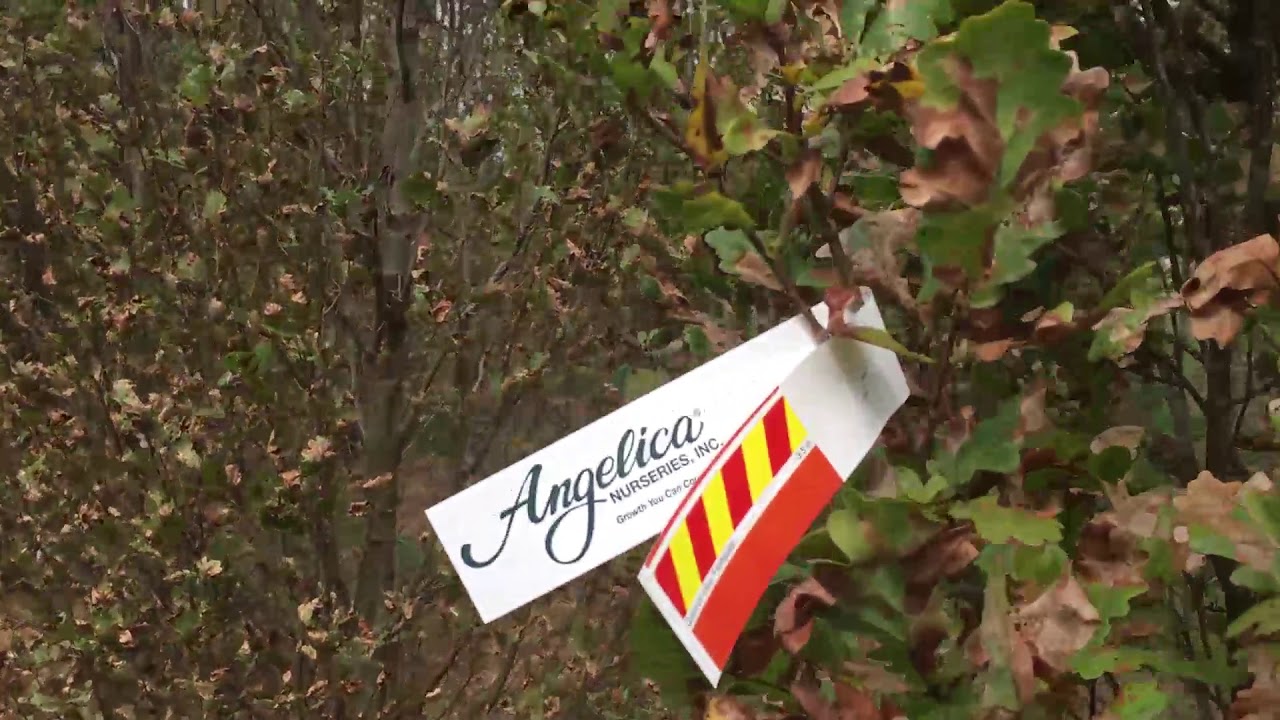 Quercus robur 'Fastigiata'