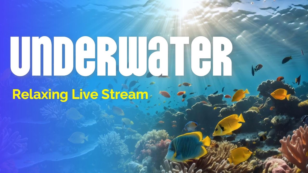 Underwater Relaxing Live Stream &ndash; Deep Sea with Calm Music & Ocean Ambience