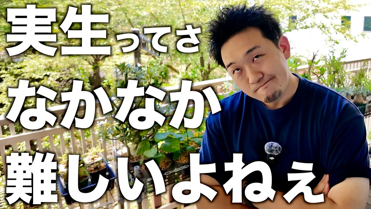 【塊根植物】うちの全然よく育ってない植物を紹介します