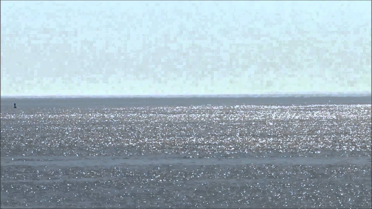 North Atlantic Right Whales off Manomet Point, Plymouth, MA