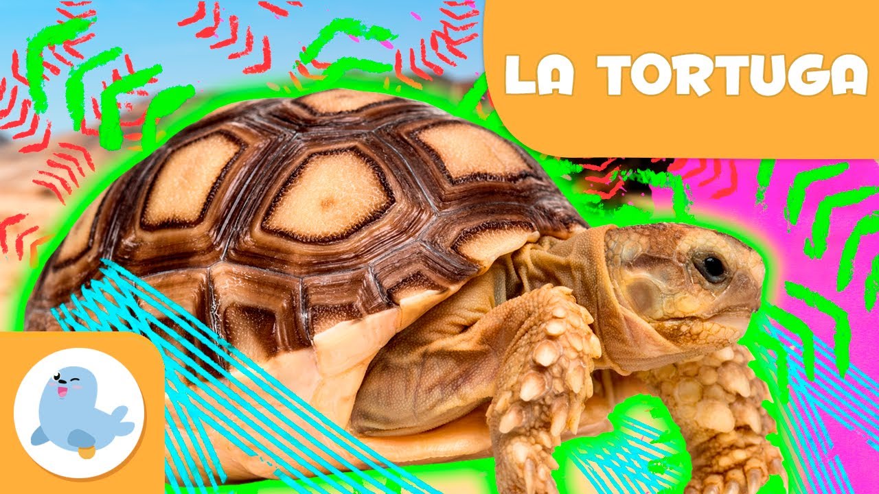LA TORTUGA 🐢 Animals per a nens en català🍃 Episodi 3