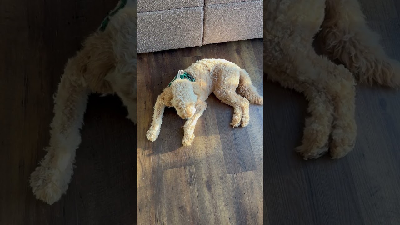 Good Morning! This is Our Breakfast Menu! #puppy #dog #cute