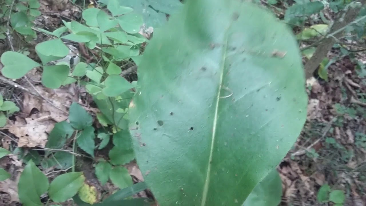 Ethically harvesting wild Comfrey : Cynoglossum virginianum