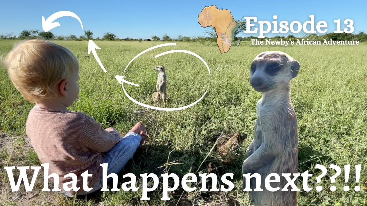 Baby meets MEERKATS in Africa - This is AMAZING!