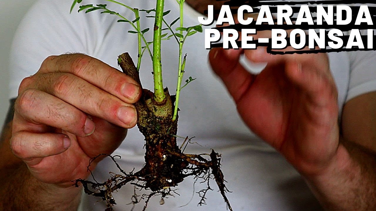 Root Pruning Jacarandas Part 3 | Jacaranda Bonsai
