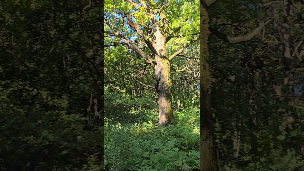 Утро в Ольгинском парке 💞