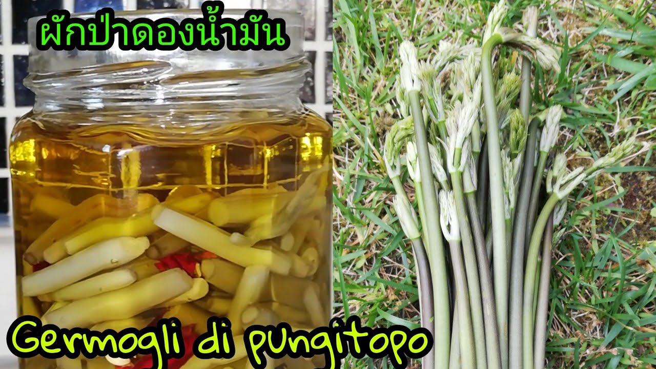Germogli Pungitopo sott'olio #ผักป่า​ดองน้ำมัน