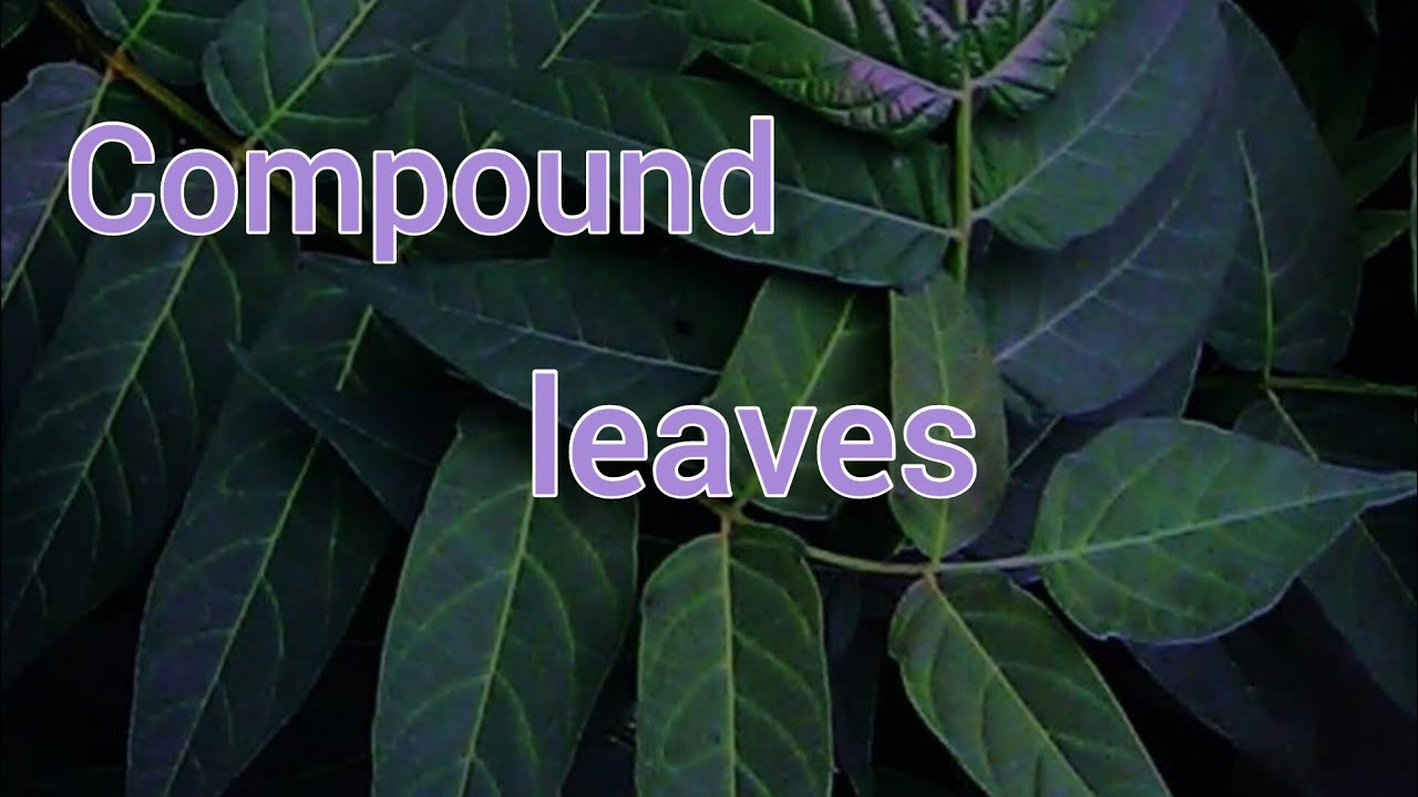 Compound leaf and its types