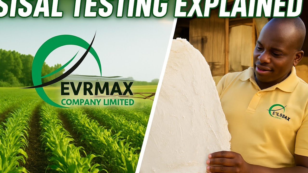 UG Grade Sisal Testing Explained 🔬 | How Evrmax Sets Global Quality Standards 🌍✨