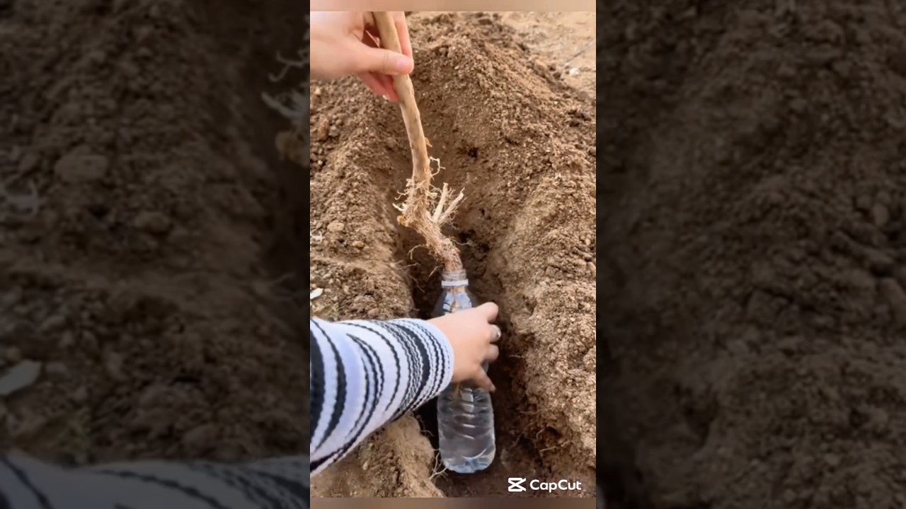 Use bottle water to plant trees 🌳 Crazy idea #smartfarming #gardeningtips #plantcare