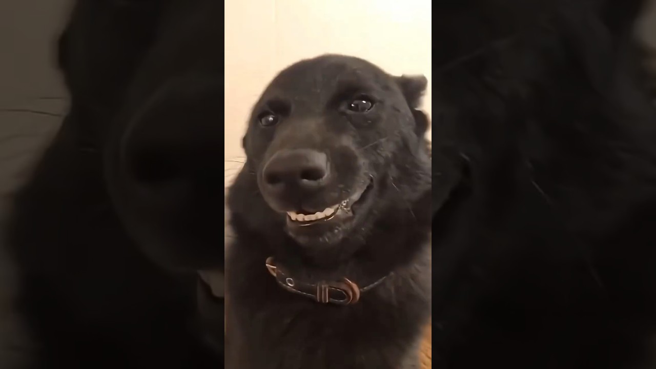 У этого щенка самая милая улыбка 😂
