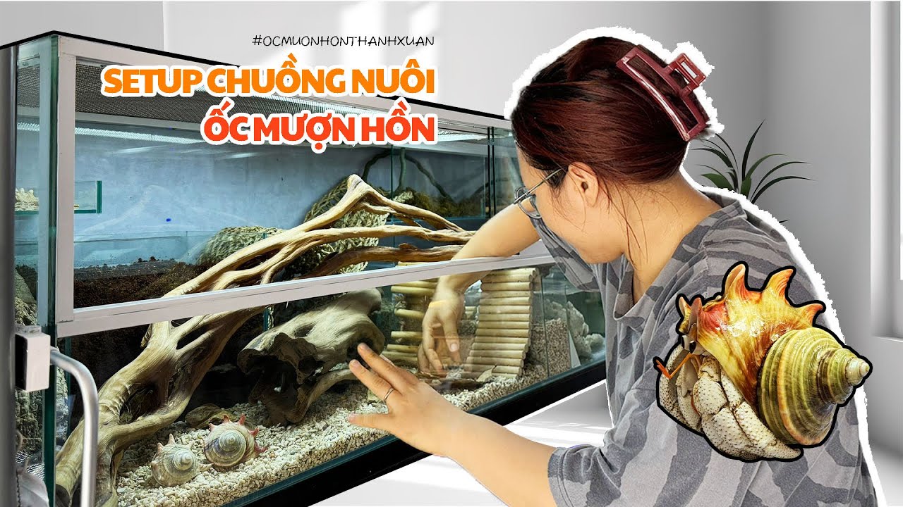 Cách nuôi Ốc Mượn Hồn hệ chuyên nghiệp - Hướng dẫn nuôi ốc Mượn Hồn- Hermit crab #ocmuonhonthanhxuan