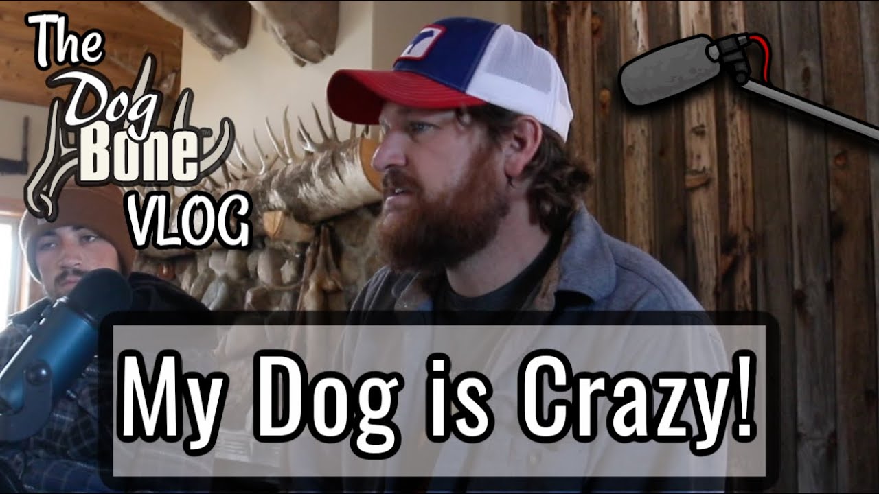My Dog is Crazy! | The DogBone VLOG: Ep: #2