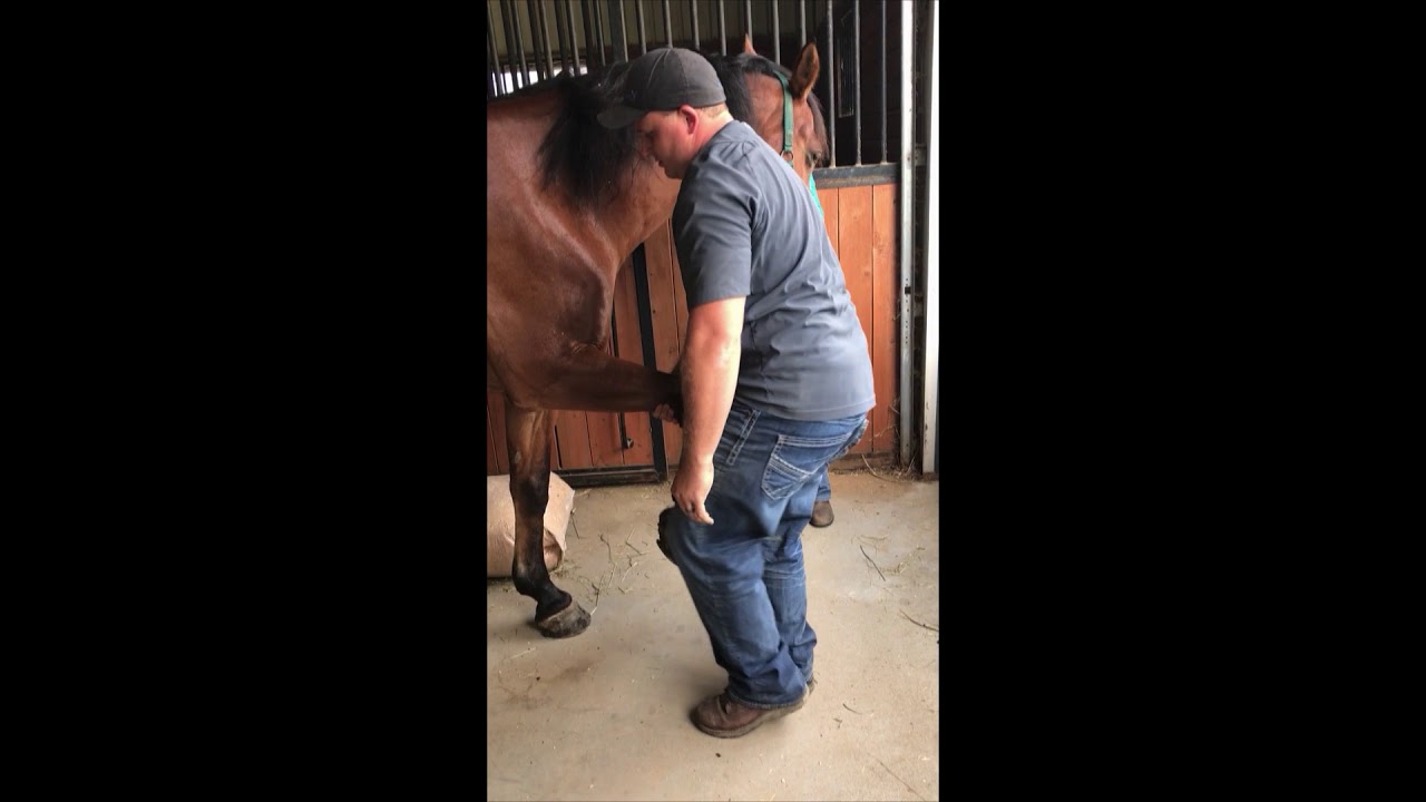 Withers and Front Extremity Adjustments