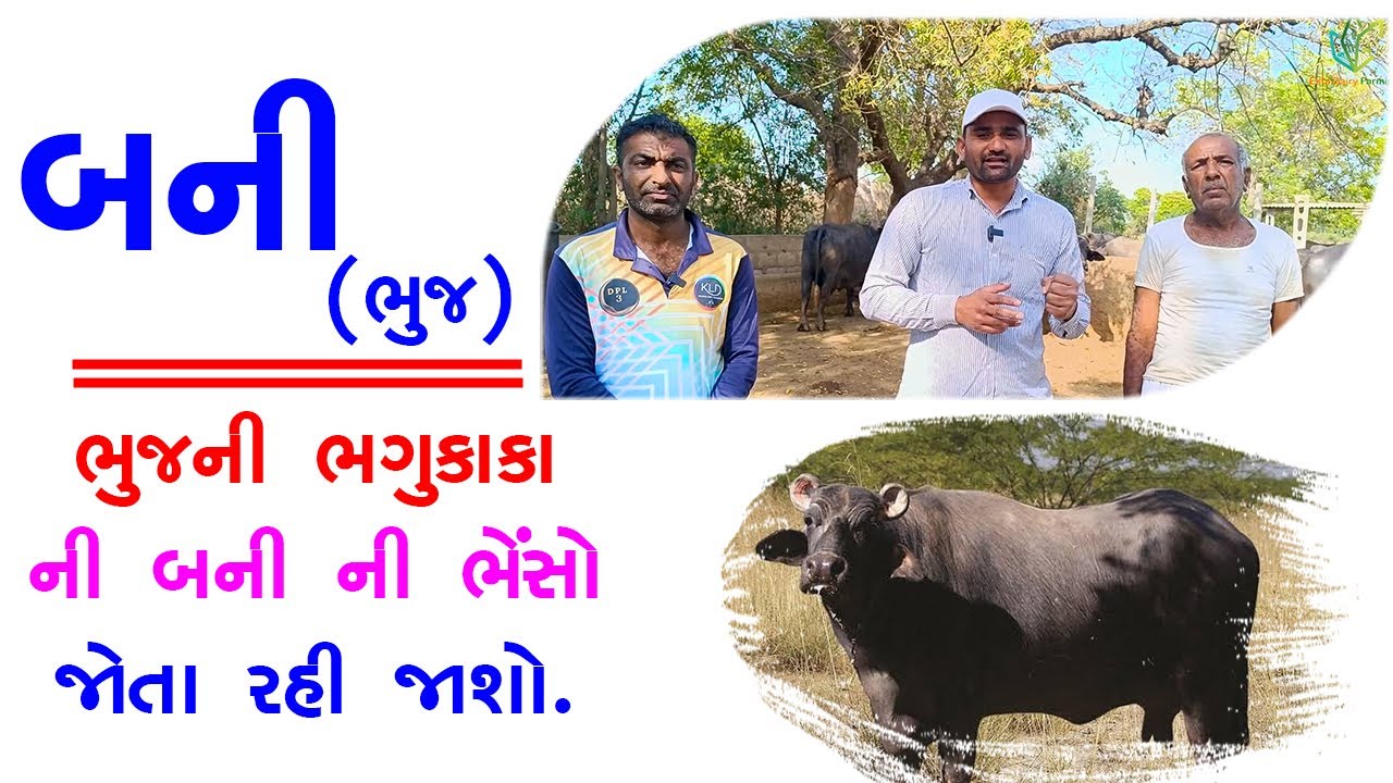ભુજની ભગુકાકા ની બની ની ભેંસો જોતા રહી જાશો
