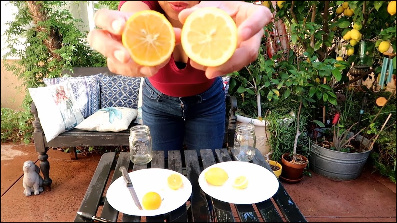 Лимон Эврика против лимона Мейера / Выращивание в контейнерах. Какой сорт плодоносит раньше и вку...