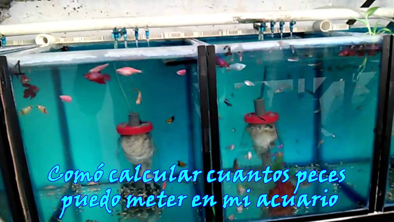 Como saber los litros de un acuario y cuantos peces puedo meter