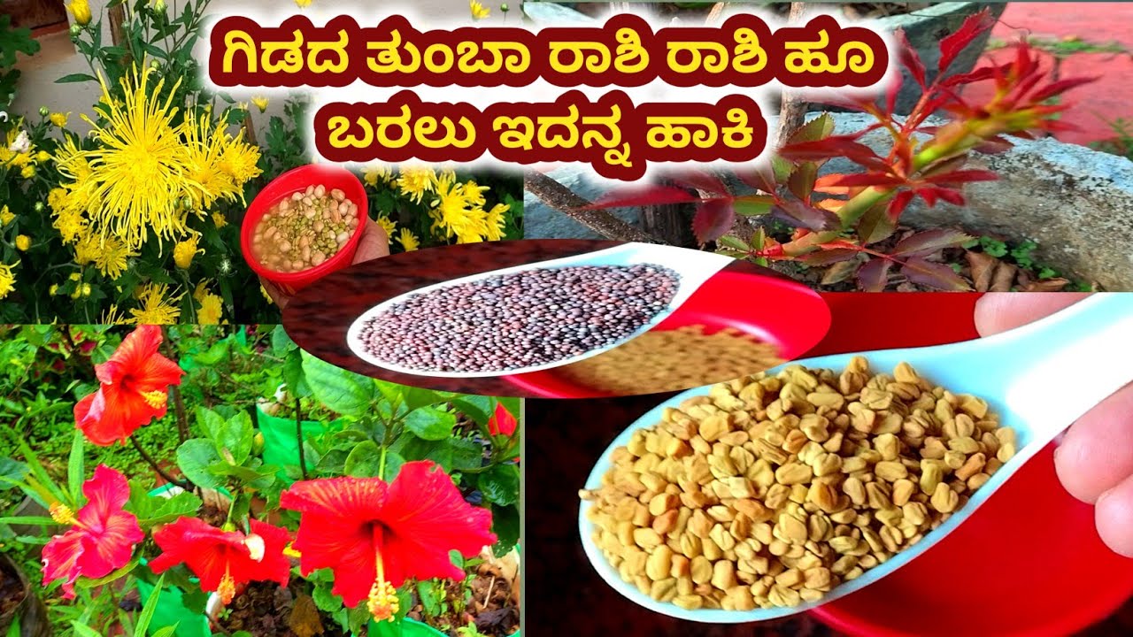 ದಾಸವಾಳ ಗುಲಾಬಿ ಗಿಡದ ತುಂಬಾ ಹೂ ಬರಲು ತಿಂಗಳಿಗೊಮ್ಮೆಇದನ್ನು ಹಾಕಿ /  fertilizer for Hibiscus and rose plant