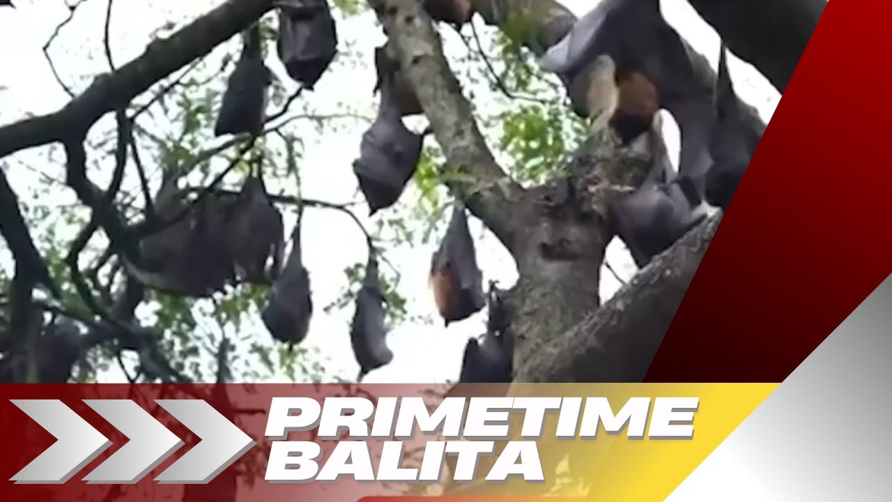 ILANG BANSA SA ASYA, PINAHIGPIT ANG AIRPORT SURVEILLANCE  DAHIL SA BANTA NG NIPAH VIRUS