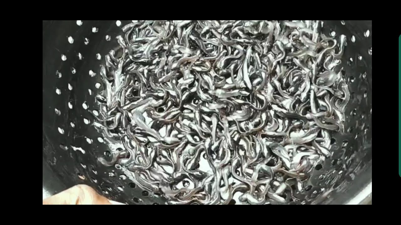 HOW TO SORT YOUR FINGERLINGS IN 5 MINS