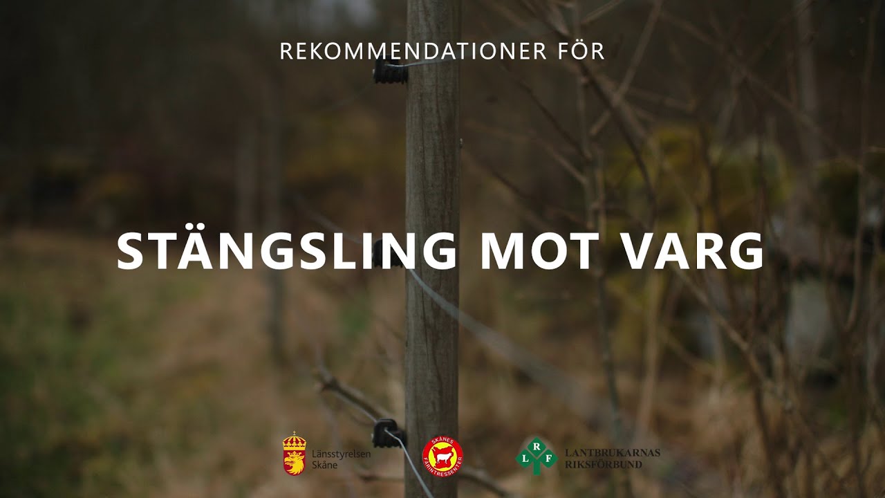 Stängsling mot varg