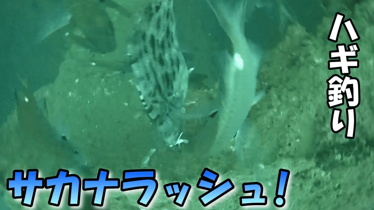 カワハギ釣りの水中の様子はどんな感じ？