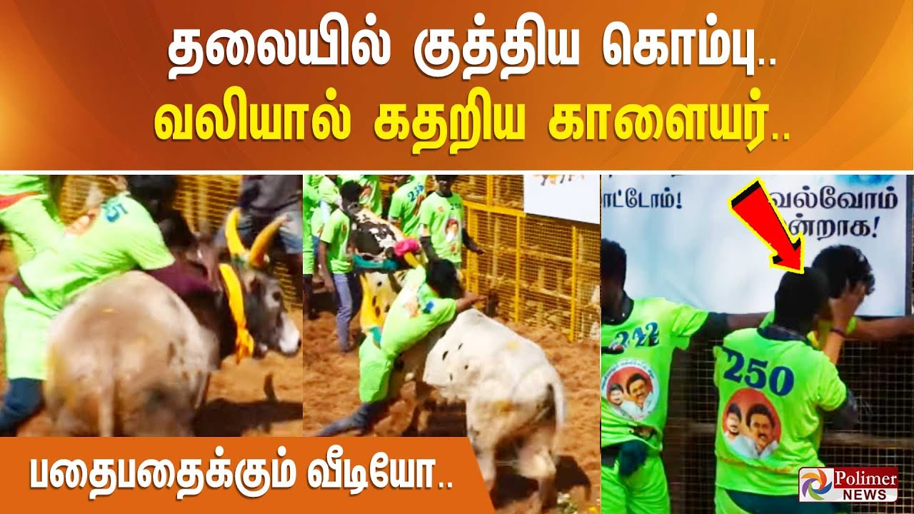 தலையில் குத்திய கொம்பு.. வலியால் கதறிய காளையர்.. பதைபதைக்கும் வீடியோ.. Avaniyapuram Jallikattu