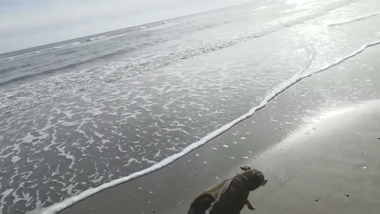 Chihuahua Mix Dog-1st Time at Ocean Beach--Folly Beach SC Near Charleston