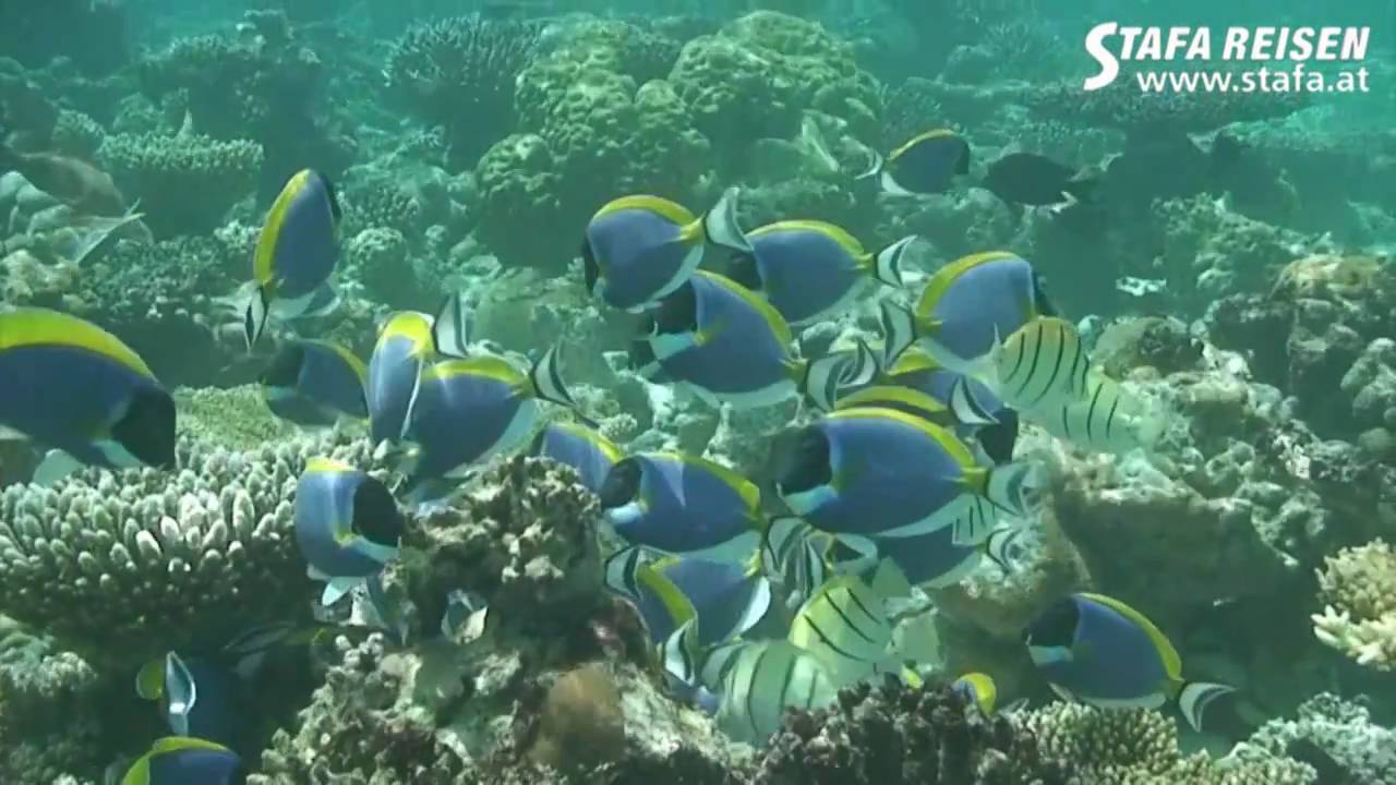 STAFA REISEN Hotelvideo: Insel Eriyadu, Malediven