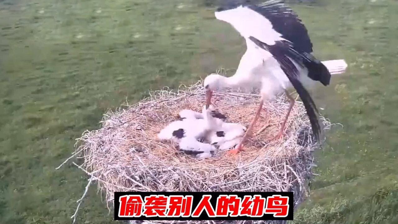 趁幼鳥媽媽不在家，白鸛偷襲別人的幼鳥，鳥媽媽回來晚一步