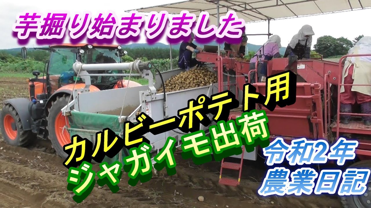 ポテトチップス作ります　芋掘り始まりました