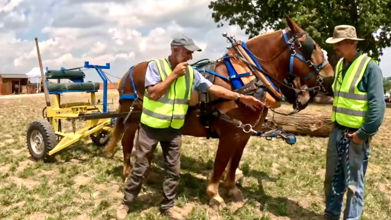 D-RING HARNESS DISCUSION @ Horse Progress Days 2024! (part 3) #659