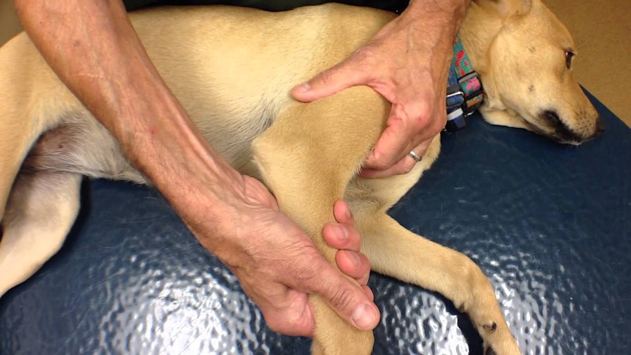 Passive Range of Motion - Elbow