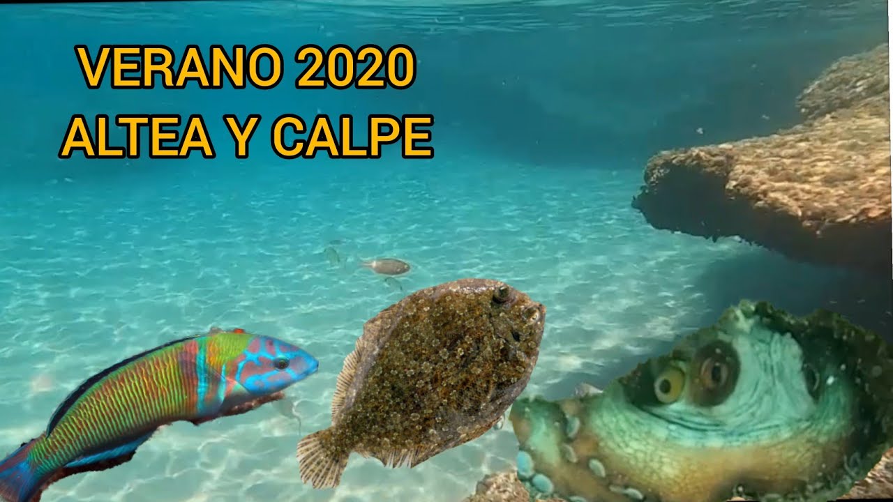Buceando en Alicante: Altea y Calpe. Verano 2020.