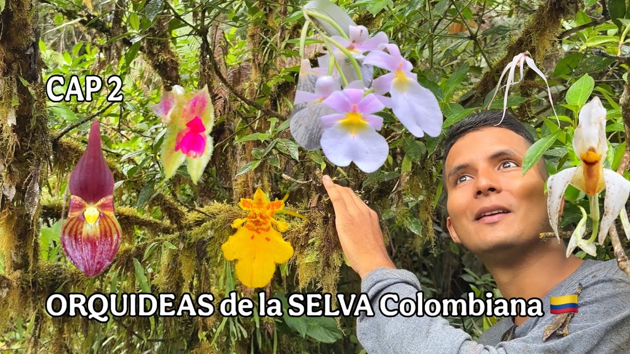 INCREIBLES orquídeas de la SELVA COLOMBIANA - CAP 2