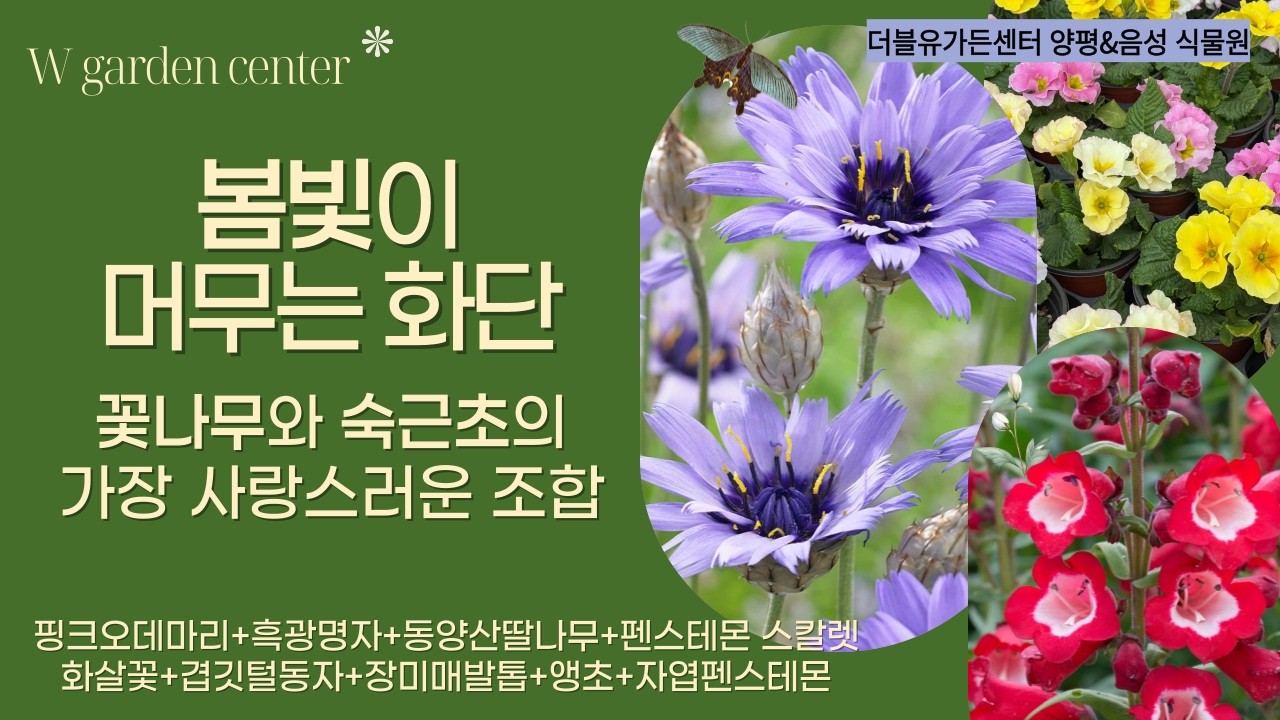 핑크오데마리·동양산딸나무·흑광명자·목단·작약으로 만드는 로맨틱 자연 화단 레시피