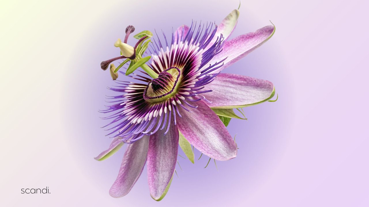 passion flower = art.