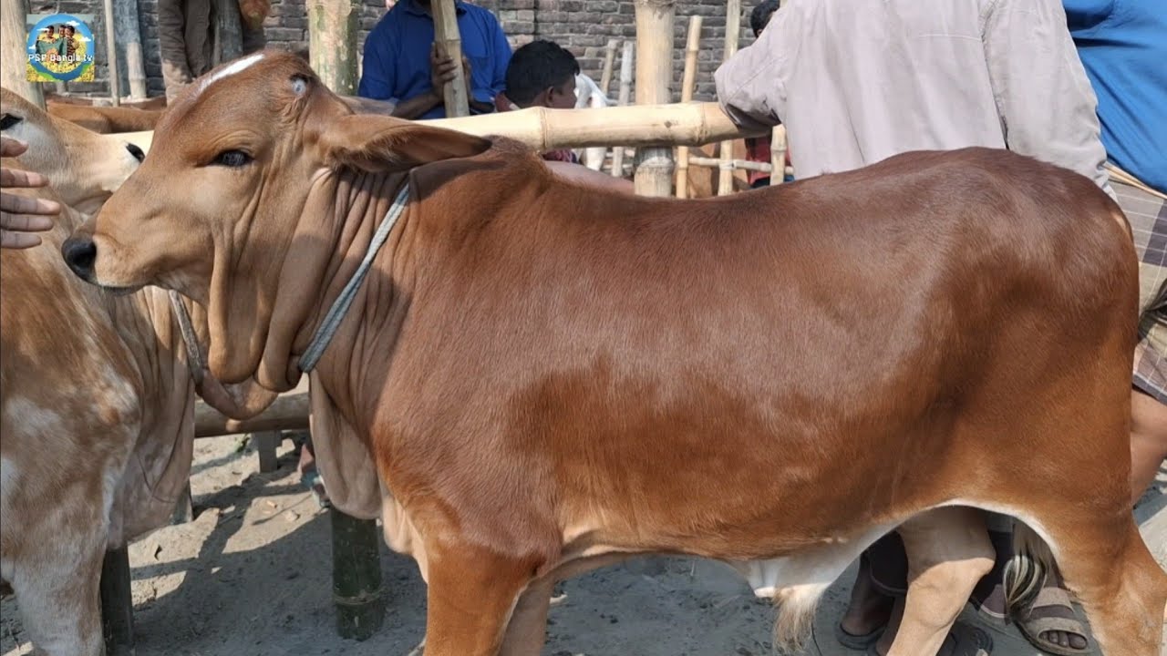 @ আজ ২০ ফেব্রু