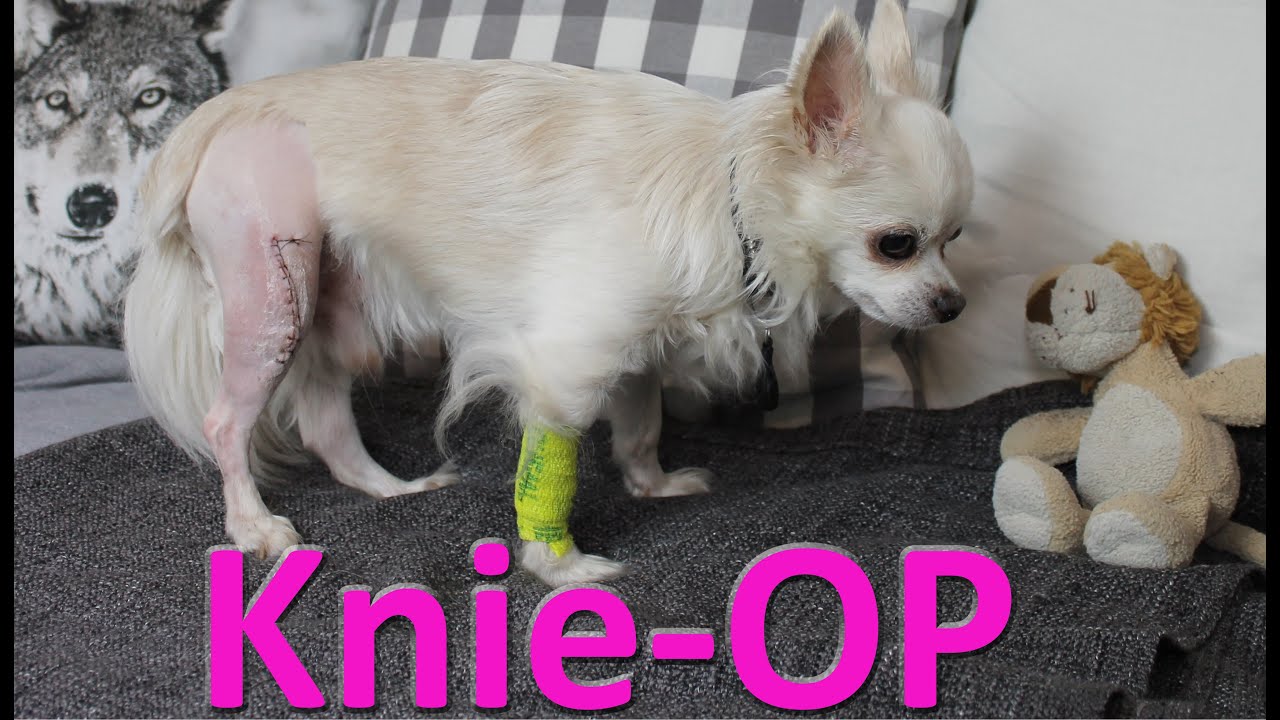 Herkules seine Knie OP - Warum, Wo, Ablauf, Heilung, Kosten