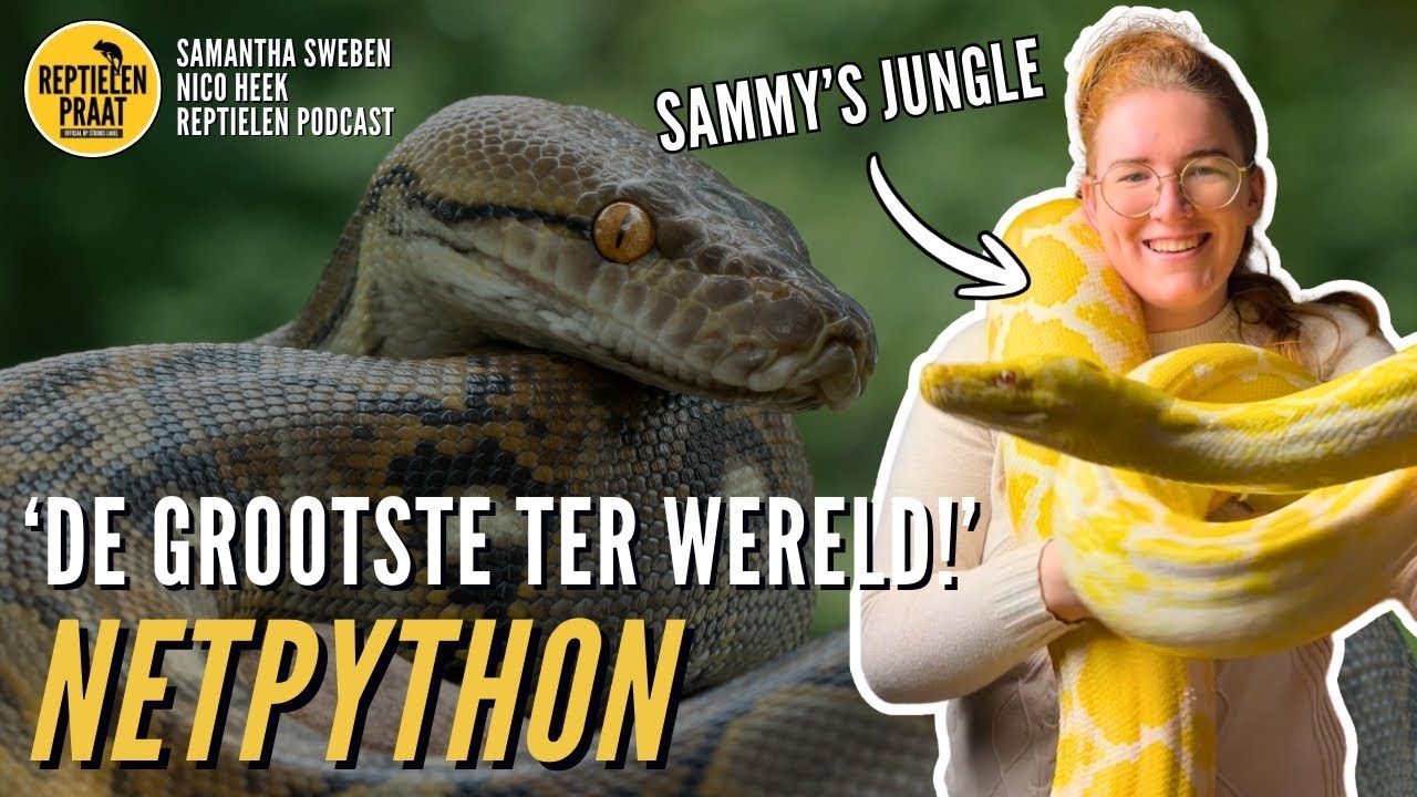 PYTHON MET 4 METER SPIERKRACHT 😳 Gevaarlijk of niet?🤨🐍 | Reptielen praat ft Sammy’s jungle | S2.AFL2