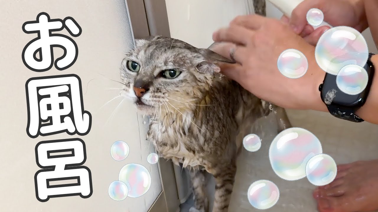 良い子すぎて洗うのが早すぎるマロちゃんのシャンプー！！