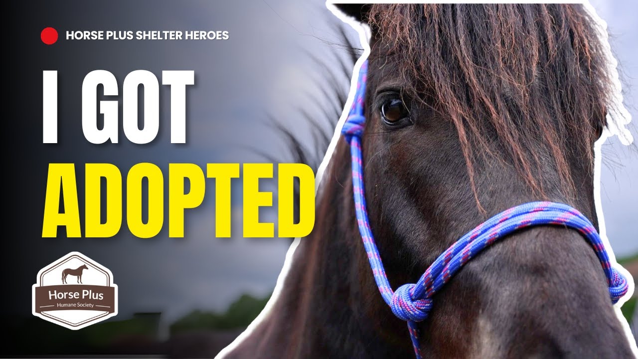 Fur-ever Mom Adoption Event - 21 Adoptions! I Horse Shelter Heroes - S6 E13