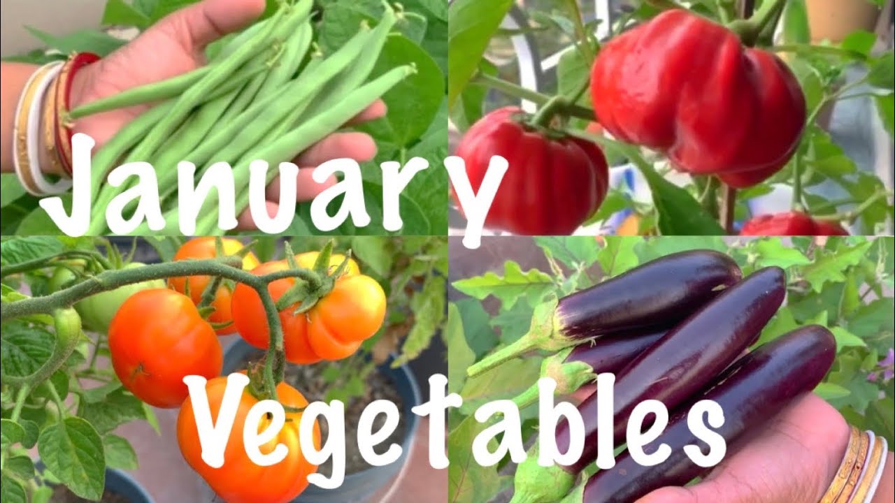 15 Best Vegetables To Grow In January // Container Size // January Vegetables