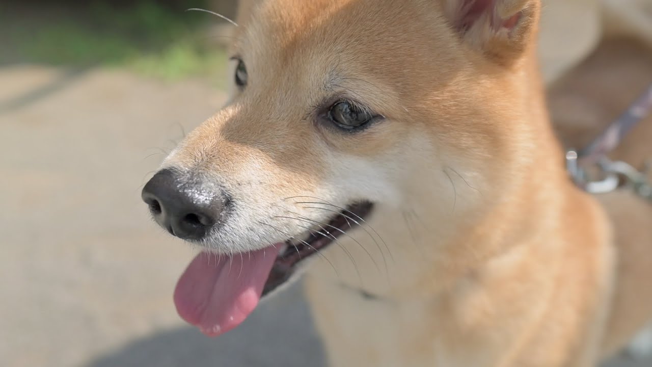 爪切りを嫌がるイブちゃん（柴犬 トリミング）